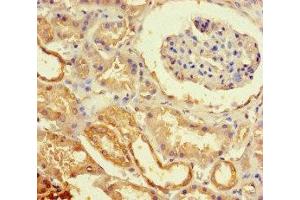 Immunohistochemistry of paraffin-embedded human kidney tissue using ABIN7151766 at dilution of 1:100 (ECEL1 anticorps  (AA 425-775))