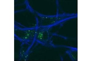 GABARAP antibody testing of mouse MEFs and mouse motor neurons. (GABARAP anticorps  (AA 1-30))