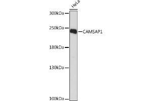 Western blot analysis of extracts of HeLa cells, using C Rabbit pAb (ABIN7266029) at 1:1000 dilution. (CAMSAP1 anticorps  (AA 350-650))