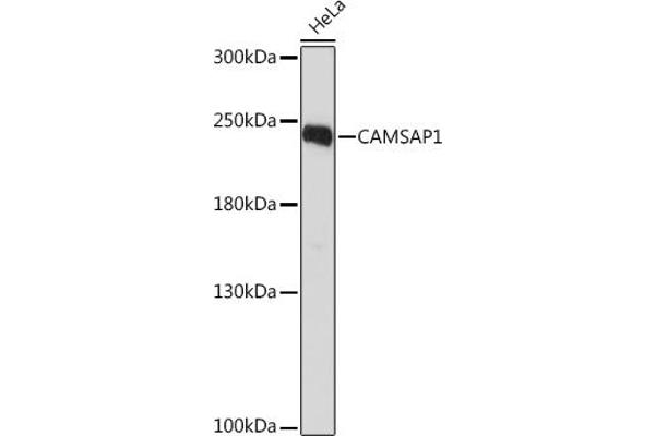 CAMSAP1 anticorps  (AA 350-650)