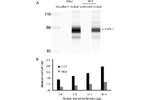 Transcription factor activity assay of GATA-2 from nuclear extracts of K562 cells or HeLa cells. (GATA2 Kit ELISA)