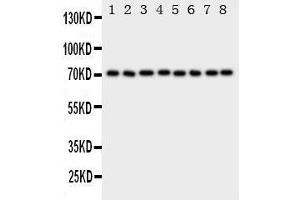 Western Blotting (WB) image for anti-Heat Shock 70kDa Protein 8 (HSPA8) (AA 563-582), (C-Term) antibody (ABIN3044192) (Hsc70 anticorps  (C-Term))