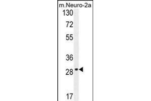OR9Q1 Antibody (C-term) (ABIN654850 and ABIN2844515) western blot analysis in mouse Neuro-2a cell line lysates (35 μg/lane). (OR9Q1 anticorps  (C-Term))