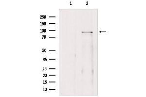 Western blot analysis of extracts from 293, using BRD3 Antibody. (BRD3 anticorps  (C-Term))