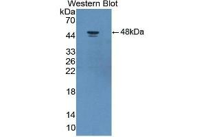 Western Blotting (WB) image for anti-Adiponectin Receptor 2 (ADIPOR2) (AA 2-155) antibody (ABIN3209224) (Adiponectin Receptor 2 anticorps  (AA 2-155))
