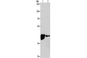 Western Blotting (WB) image for anti-Mitogen-Activated Protein Kinase 11 (MAPK11) antibody (ABIN2426616) (MAPK11 anticorps)