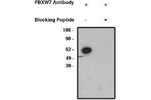 Image no. 1 for anti-F-Box and WD Repeat Domain Containing 7 (FBXW7) antibody (ABIN4620357) (FBXW7 anticorps)