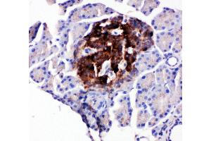 Anti-WISP1 antibody, IHC(P) IHC(P): Rat Pancreas Tissue
