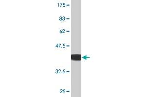 Western Blot detection against Immunogen (36.