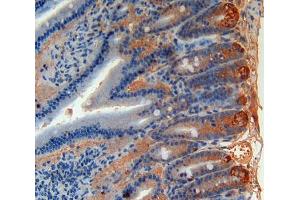 Used in DAB staining on fromalin fixed paraffin- embedded intestine tissue (Angiopoietin 4 anticorps  (AA 36-297))