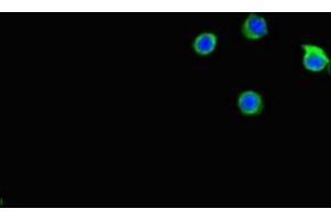 Immunofluorescent analysis of Hela cells using ABIN7146159 at dilution of 1:100 and Alexa Fluor 488-congugated AffiniPure Goat Anti-Rabbit IgG(H+L) (C2CD3 anticorps  (AA 2079-2265))