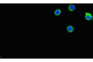 Immunofluorescent analysis of Hela cells using ABIN7146159 at dilution of 1:100 and Alexa Fluor 488-congugated AffiniPure Goat Anti-Rabbit IgG(H+L) (C2CD3 anticorps  (AA 2079-2265))