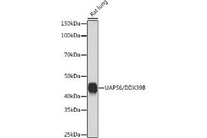 Western blot analysis of extracts of Rat lung, using U/DDX39B Rabbit mAb (ABIN7266696) at 1:1000 dilution.