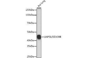 Western blot analysis of extracts of Rat lung, using U/DDX39B Rabbit mAb (ABIN7266696) at 1:1000 dilution. (DDX39B anticorps)