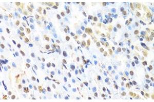 Immunohistochemistry of paraffin-embedded Rat kidney using RUNX1 Polyclonal Antibody at dilution of 1:100 (40x lens).