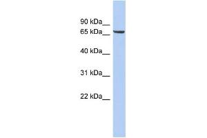 WB Suggested Anti-LRRTM4 Antibody Titration:  0. (LRRTM4 anticorps  (Middle Region))