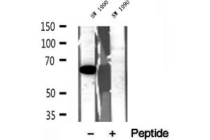 Western blot analysis of extracts of SW 1990 cells, using QSOX1 antibody. (QSOX1 anticorps  (Internal Region))
