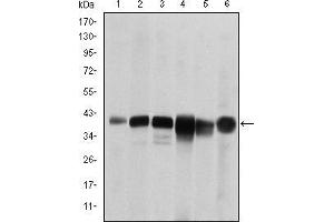 Western blot analysis using SMN1 mouse mAb against RAJI (1), Cos7 (2), Jurkat (3), K562 (4), Hela (5) and HepG2 (6) cell lysate. (SMN1 anticorps)
