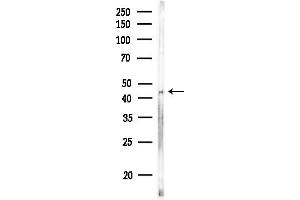 Western blot analysis of lysates from Rat testis, using GPRC5D Antibody at 1/1000 dilution.