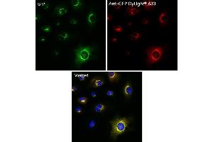 Immunofluorescence (IF) image for anti-Green Fluorescent Protein (GFP) antibody (DyLight 633) (ABIN7273062)