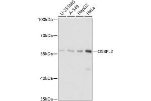 Western blot analysis of extracts of various cell lines, using OSBPL2 antibody (ABIN7269137) at 1:1000 dilution. (OSBPL2 anticorps  (AA 291-480))