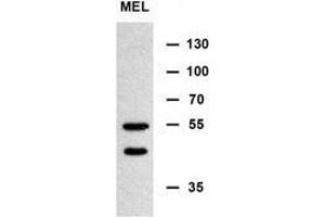 Western blot analysis of MINPP1 Antibody (N-term) in murine erythroleukemia cell line lysates (35ug/lane). (MINPP1 anticorps  (N-Term))