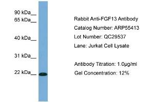 WB Suggested Anti-FGF13  Antibody Titration: 0. (FGF13 anticorps  (Middle Region))