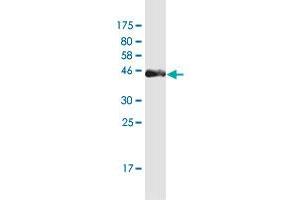 Western Blot detection against Immunogen (37.