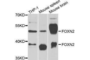 Western blot analysis of extracts of various cells, using FOXN2 antibody.