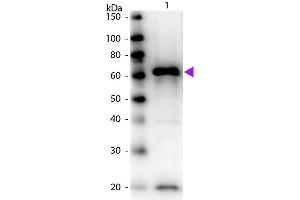 Western Blot of Biotin Conjugated Rabbit anti-Myc Epitope Tag antibody. (Myc Tag anticorps  (Biotin))