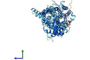 AlphaFold protein structure predicition of Mouse Recombinant Clcn4 Protein, UniprotID Q61418