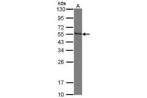 WB Image Sample(30 μg of whole cell lysate) A:293T 10% SDS PAGE antibody diluted at 1:500 (PVRL2 anticorps  (Center))