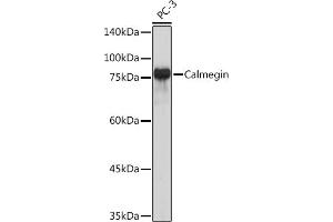 Western blot analysis of extracts of PC-3 cells, using Calmegin Rabbit mAb (ABIN7266026) at 1:1000 dilution. (Calmegin anticorps)