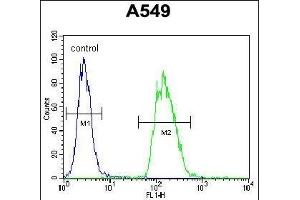 anti-Tripartite Motif Containing 43 (TRIM43) (AA 136-164) antibody