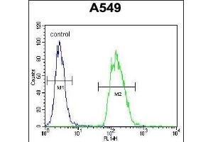 TRIM43 Antibody (Center) (ABIN655464 and ABIN2844991) flow cytometric analysis of A549 cells (right histogram) compared to a negative control cell (left histogram). (TRIM43 anticorps  (AA 136-164))