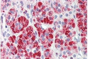 Adrenal, Human: Formalin-Fixed, Paraffin-Embedded (FFPE)