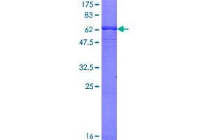 Image no. 1 for Hyaluronan and Proteoglycan Link Protein 3 (HAPLN3) (AA 18-360) protein (GST tag) (ABIN1306354)