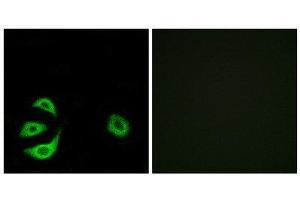 Immunofluorescence (IF) image for anti-Acyl-CoA Thioesterase 8 (ACOT8) (Internal Region) antibody (ABIN1850686) (ACOT8 anticorps  (Internal Region))