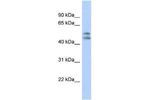 WB Suggested Anti-PAFAH1B1 Antibody Titration: 0. (PAFAH1B1 anticorps  (N-Term))