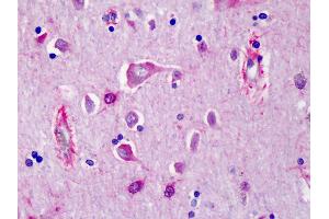 Anti-PRSS12 / Neurotrypsin antibody IHC of human cortex. (Neurotrypsin anticorps  (N-Term))