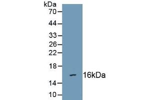 Detection of Recombinant SEMA3C, Human using Polyclonal Antibody to Semaphorin 3C (SEMA3C) (SEMA3C anticorps  (AA 28-150))