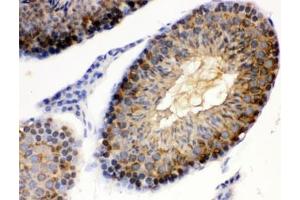 IHC testing of FFPE mouse testis with HSP90 alpha antibody. (HSP90AA1 anticorps)