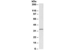 Western blot testing of HEK293 lysate with Fibrillarin antibody at 0. (Fibrillarin anticorps)