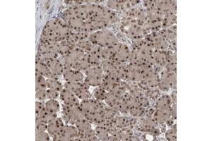 Immunohistochemical staining of human pancreas with LAGE3 polyclonal antibody  shows strong nuclear positivity in exocrine glandular cells at 1:50-1:200 dilution. (LAGE3 anticorps)