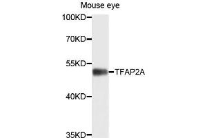 Western blot analysis of extracts of mouse eye cells，using TFAP2A antibody. (TFAP2A anticorps)