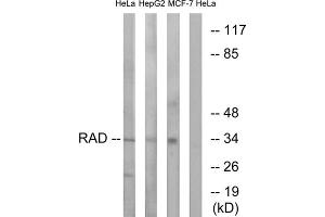 Western blot analysis of extracts from HeLa cells, HepG2 cells and MCF-7 cells, using RAD antibody. (RRAD anticorps  (Internal Region))