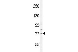 SREBP2 antibody western blot analysis in HepG2 lysate