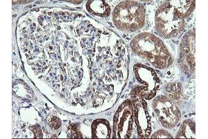 Image no. 7 for anti-Cytochrome C Oxidase Subunit VIc (COX6C) antibody (ABIN1497586)