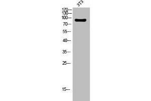 Western Blot analysis of 3T3 cells using Integrin β3 Polyclonal Antibody (Integrin beta 3 anticorps  (C-Term))