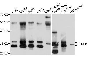 Western blot analysis of extracts of various cell lines, using GJB1 antibody (ABIN6003810) at 1/1000 dilution. (GJB1 anticorps)